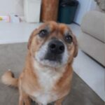 Dog - Heather, Duke & Clifford's mum