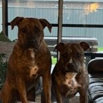 Dog - Rebecca