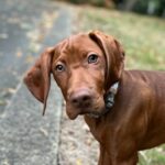 Fussy Viszla dog
