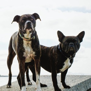 Two dogs
