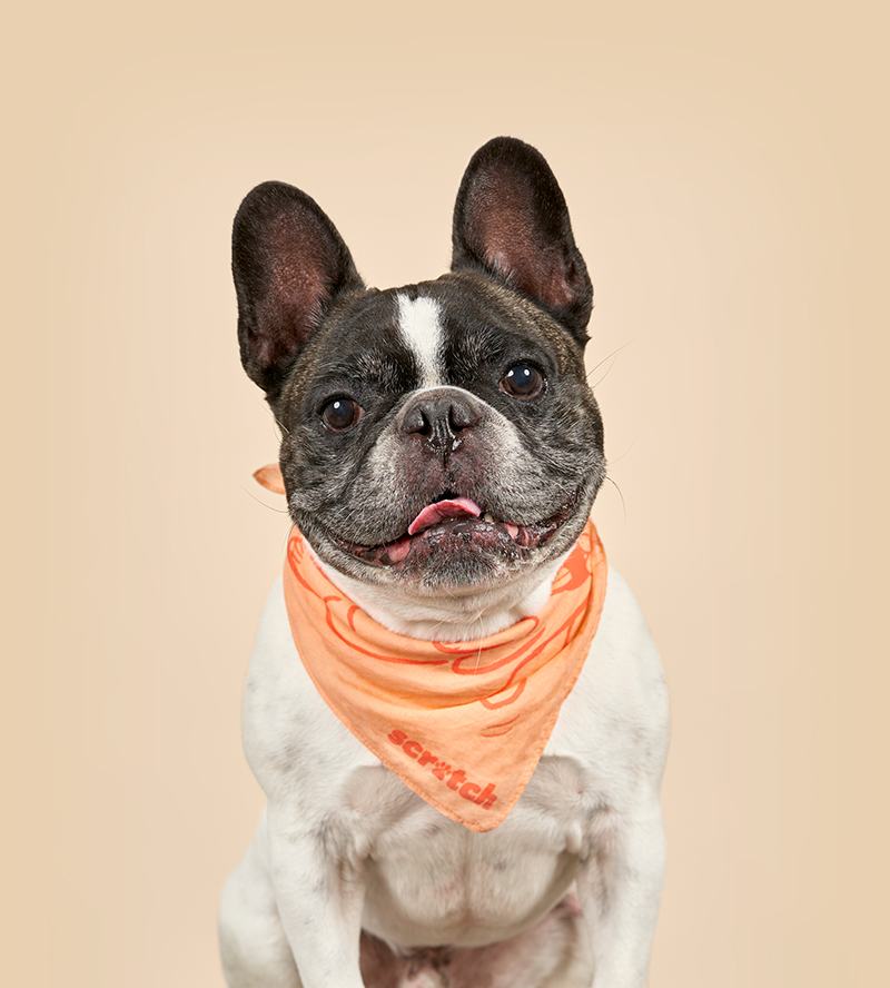 French Bulldog in bandana