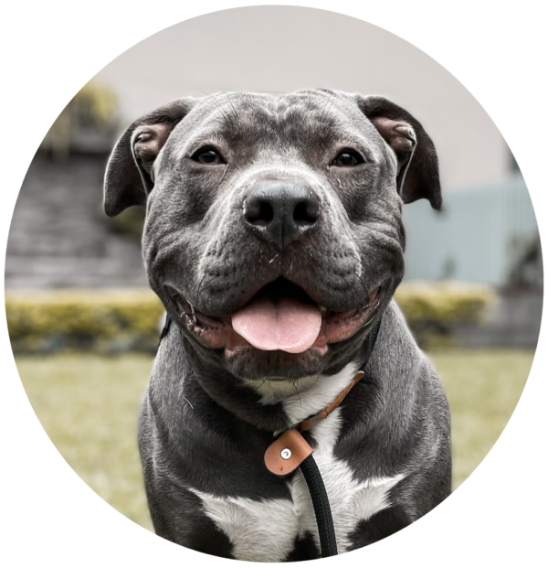 Get The Best Staffy Dog Food in Australia Scratch Pet Food