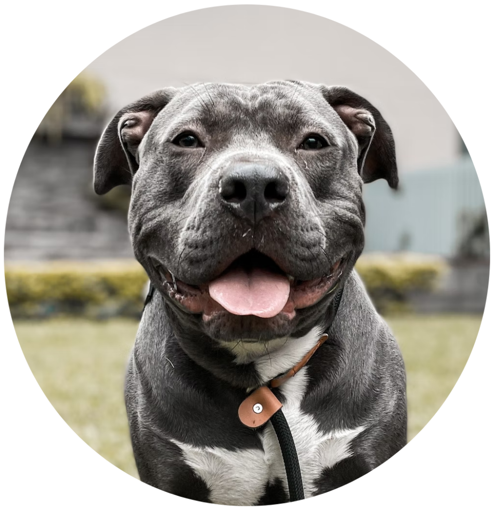 Get The Best Staffy Dog Food in Australia Scratch Pet Food