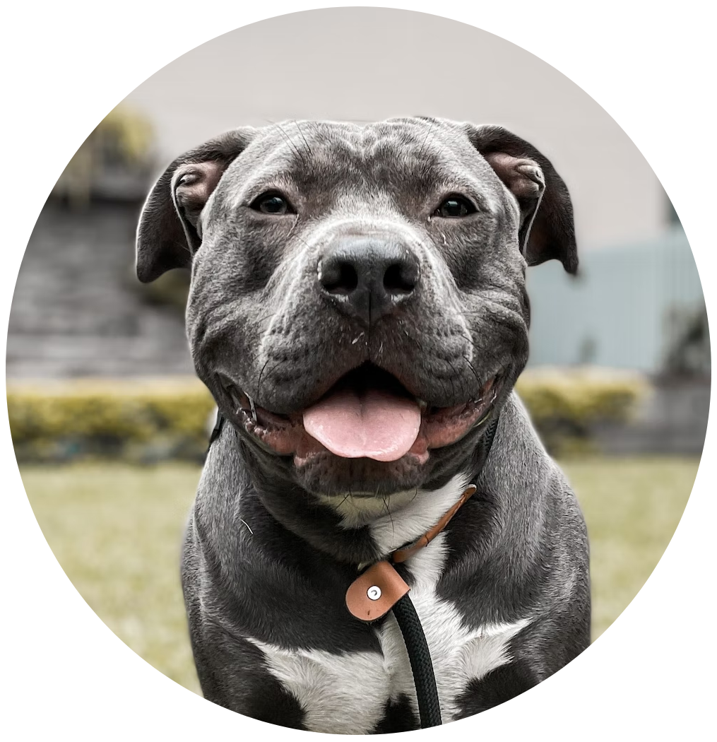 Get The Best Staffy Dog Food in Australia | Scratch Pet Food