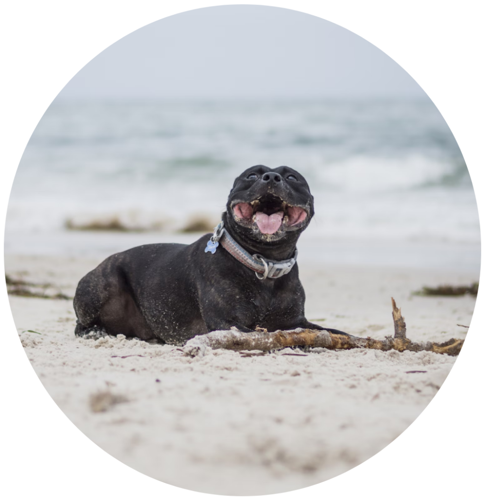 Get The Best Staffy Dog Food in Australia Scratch Pet Food