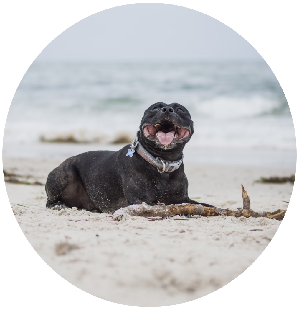 Get The Best Staffy Dog Food in Australia Scratch Pet Food