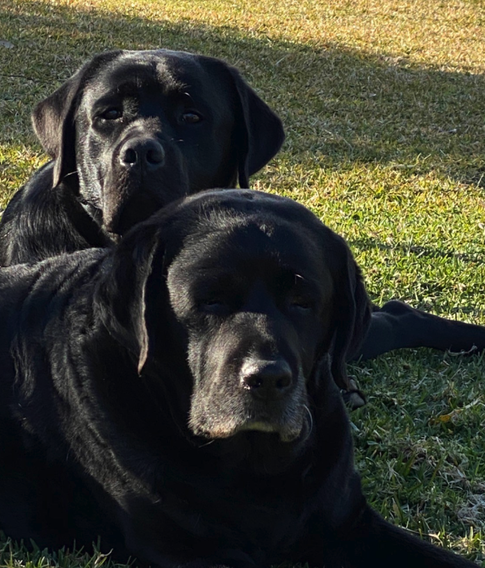 The best dog food for Labradors Scratch Dog Food