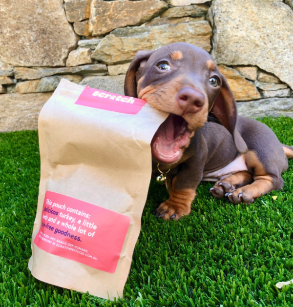 The best dog food for Dachshunds Scratch Dog Food