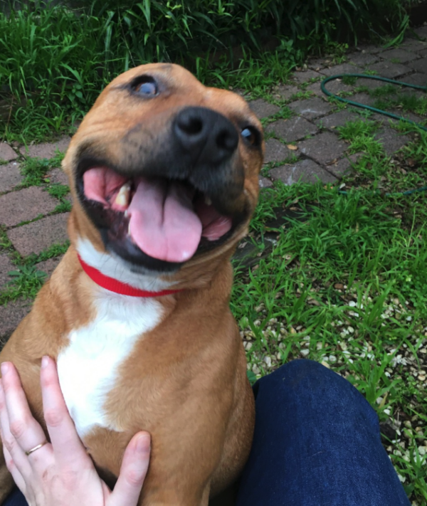 Get The Best Staffy Dog Food in Australia Scratch Pet Food