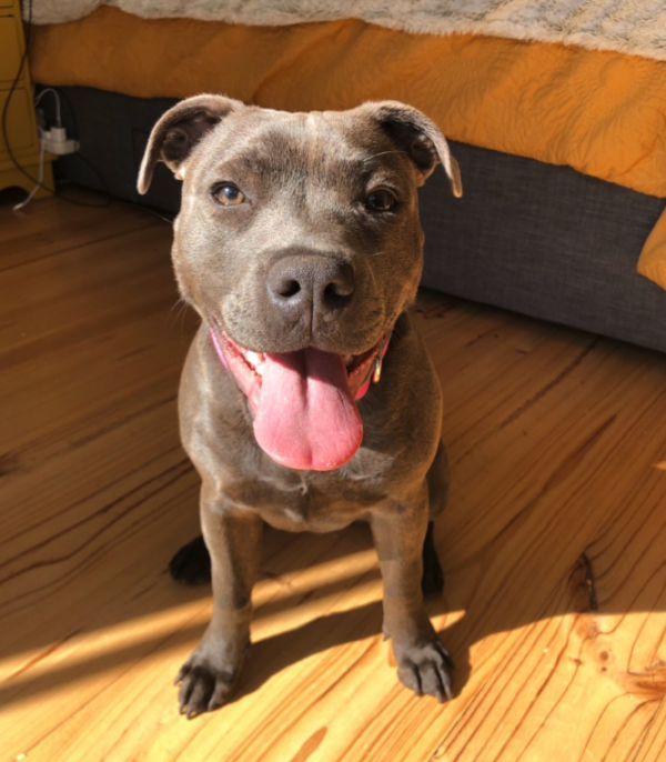 Get The Best Staffy Dog Food in Australia Scratch Pet Food