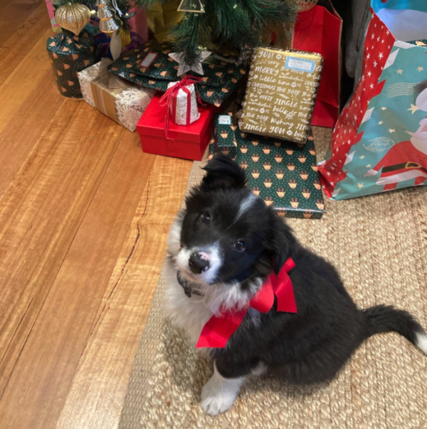 The best dog food for Border Collies Scratch Dog Food