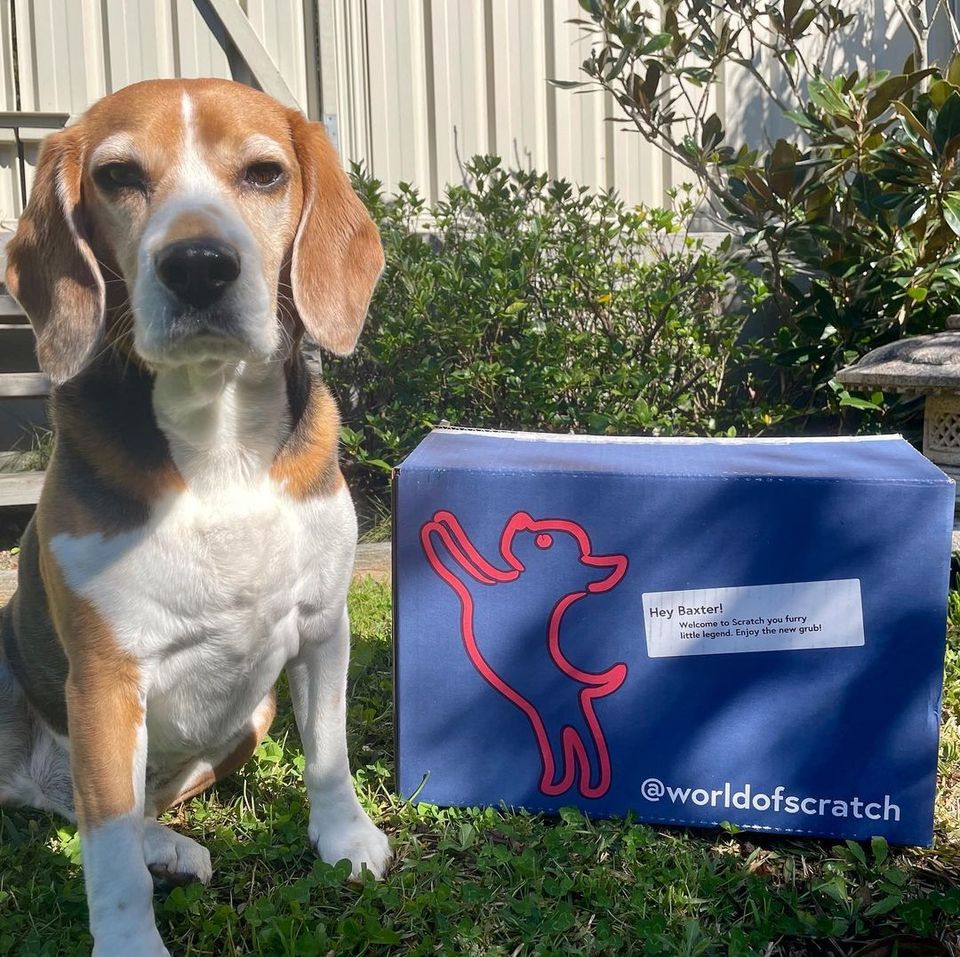 Baxter Beagle with Food