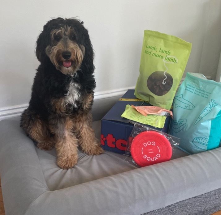 Bernedoodle