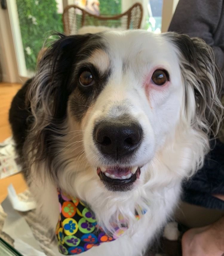 Border Collie
