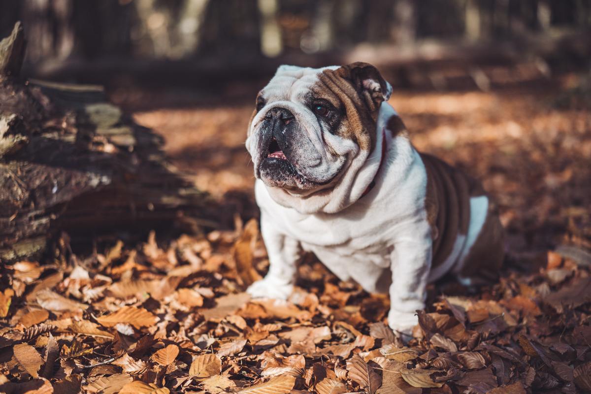 Bulldog sitting