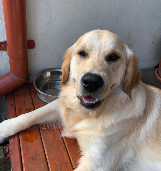 Golden Retriever