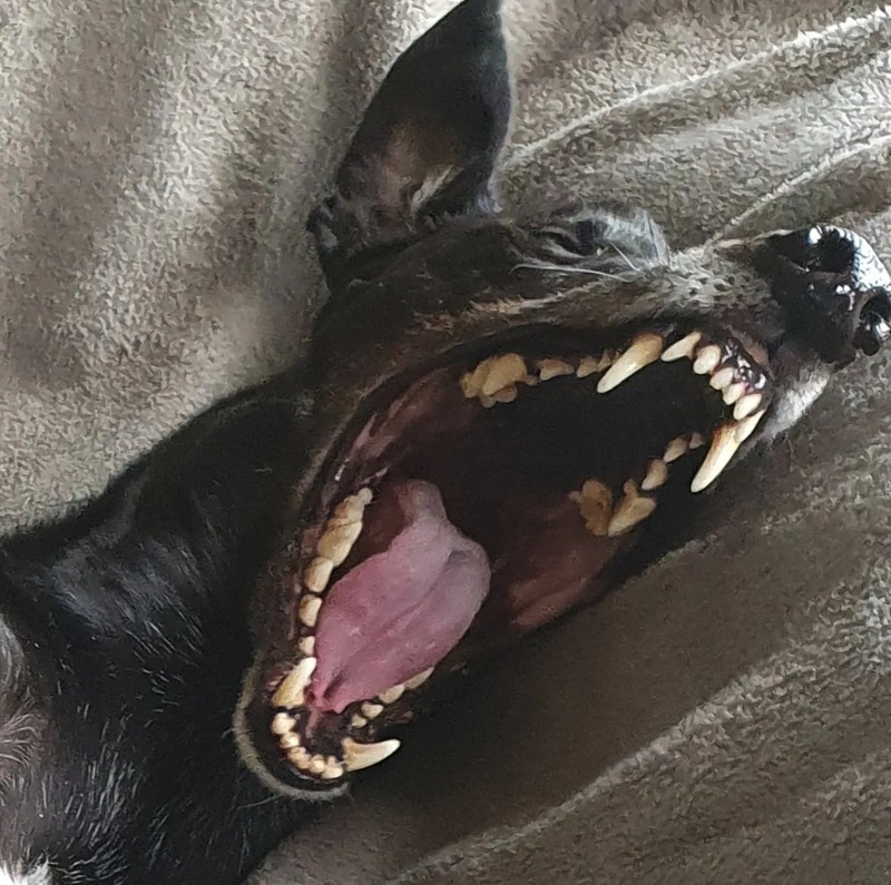 Greyhound