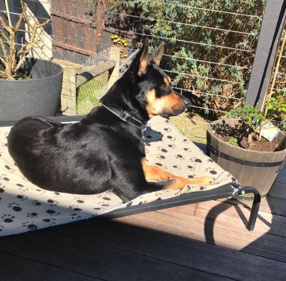 Kelpie cross