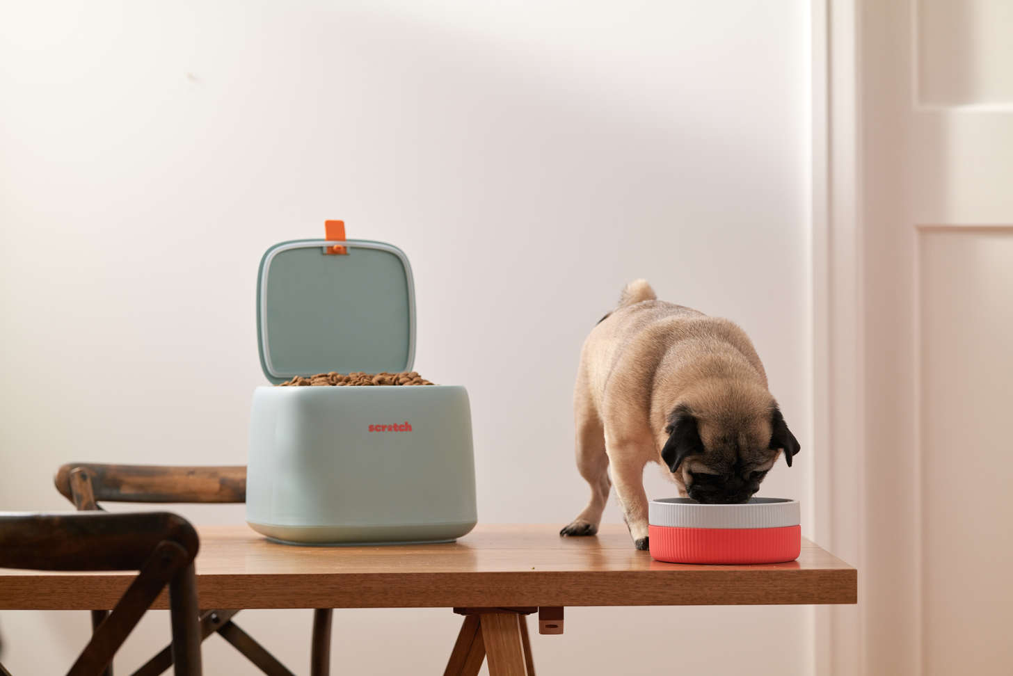 Dog eating food on table