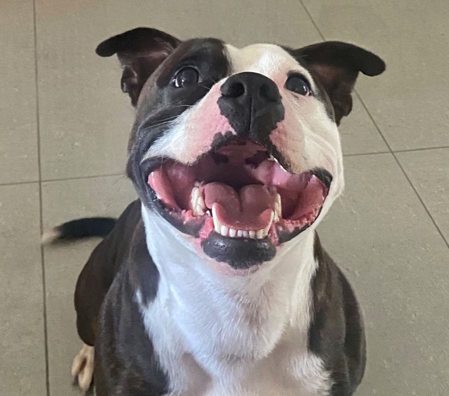 Staffy