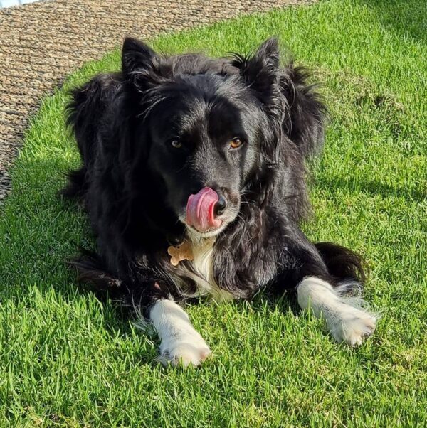 dog-food-for-fussy-dogs-scratch