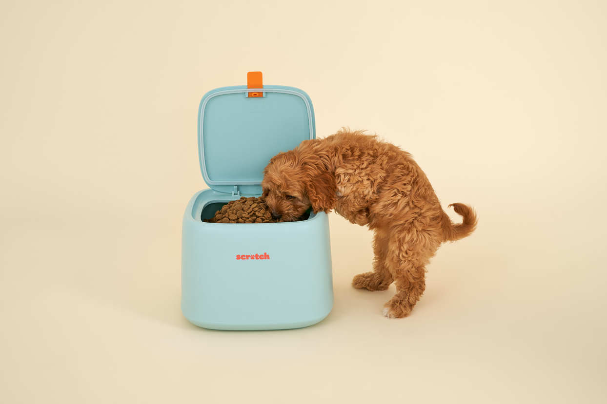 Cavoodle eating food