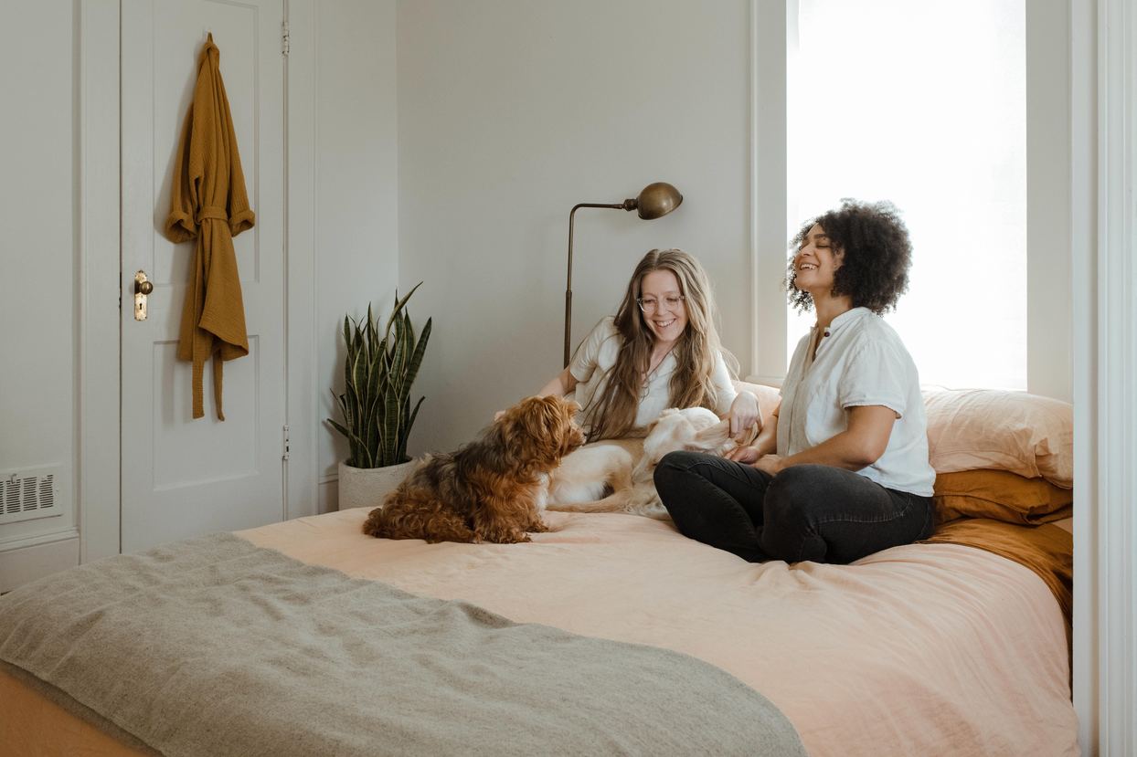 Dog on bed