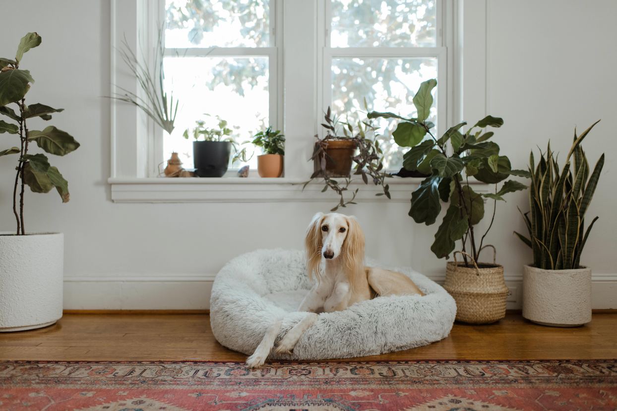 Good Dog gut health resting