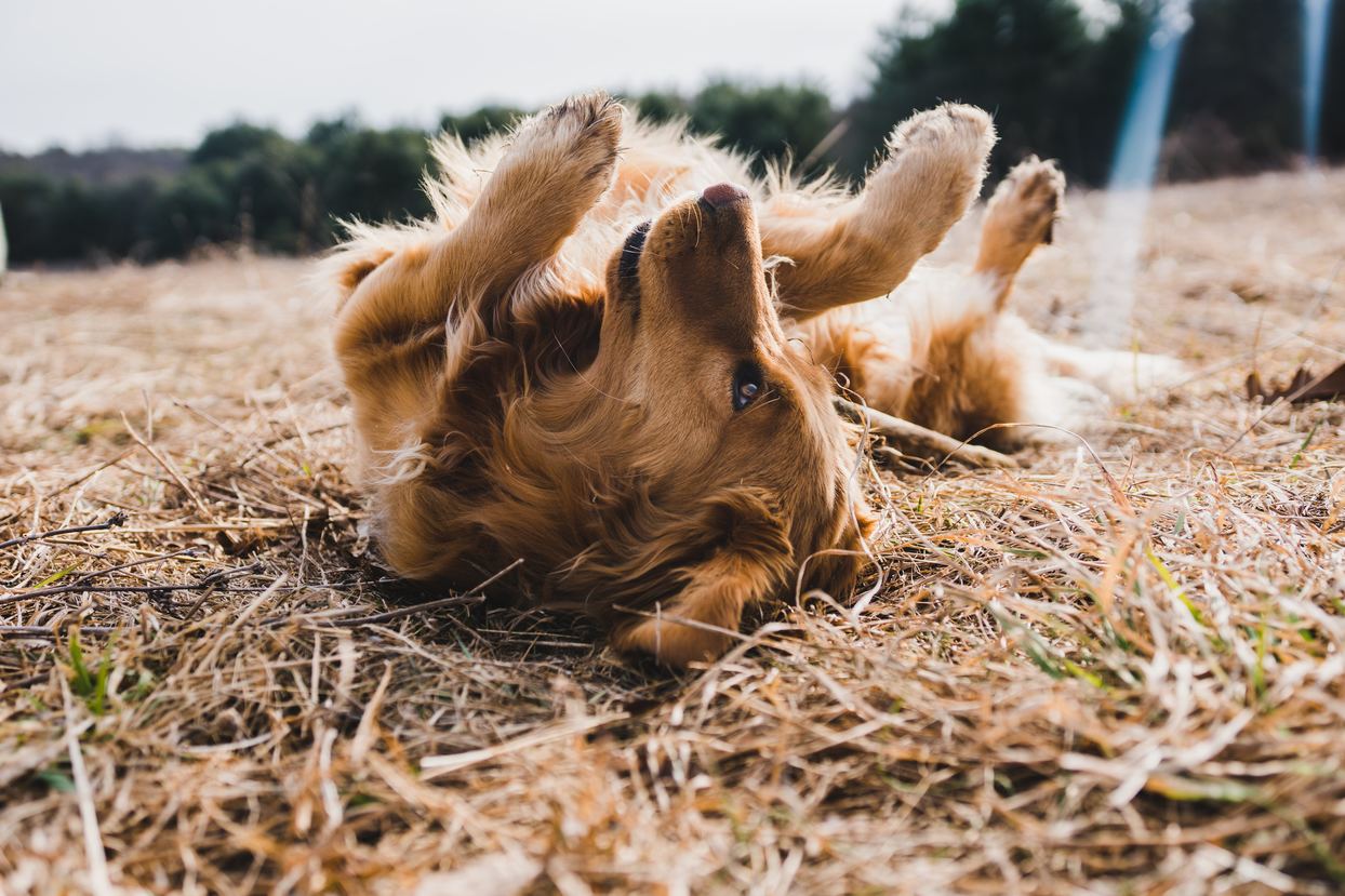 Dog rolling in grass