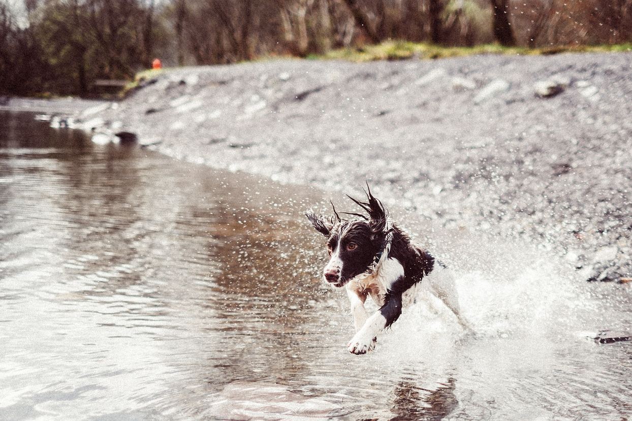 Healthy dog running in water