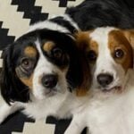 Dog - Ryan, Daisy & Duke's dad