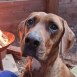 Dog - Sarah, Rocky's Mum
