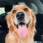 Dog Jade - Willow’s mum
