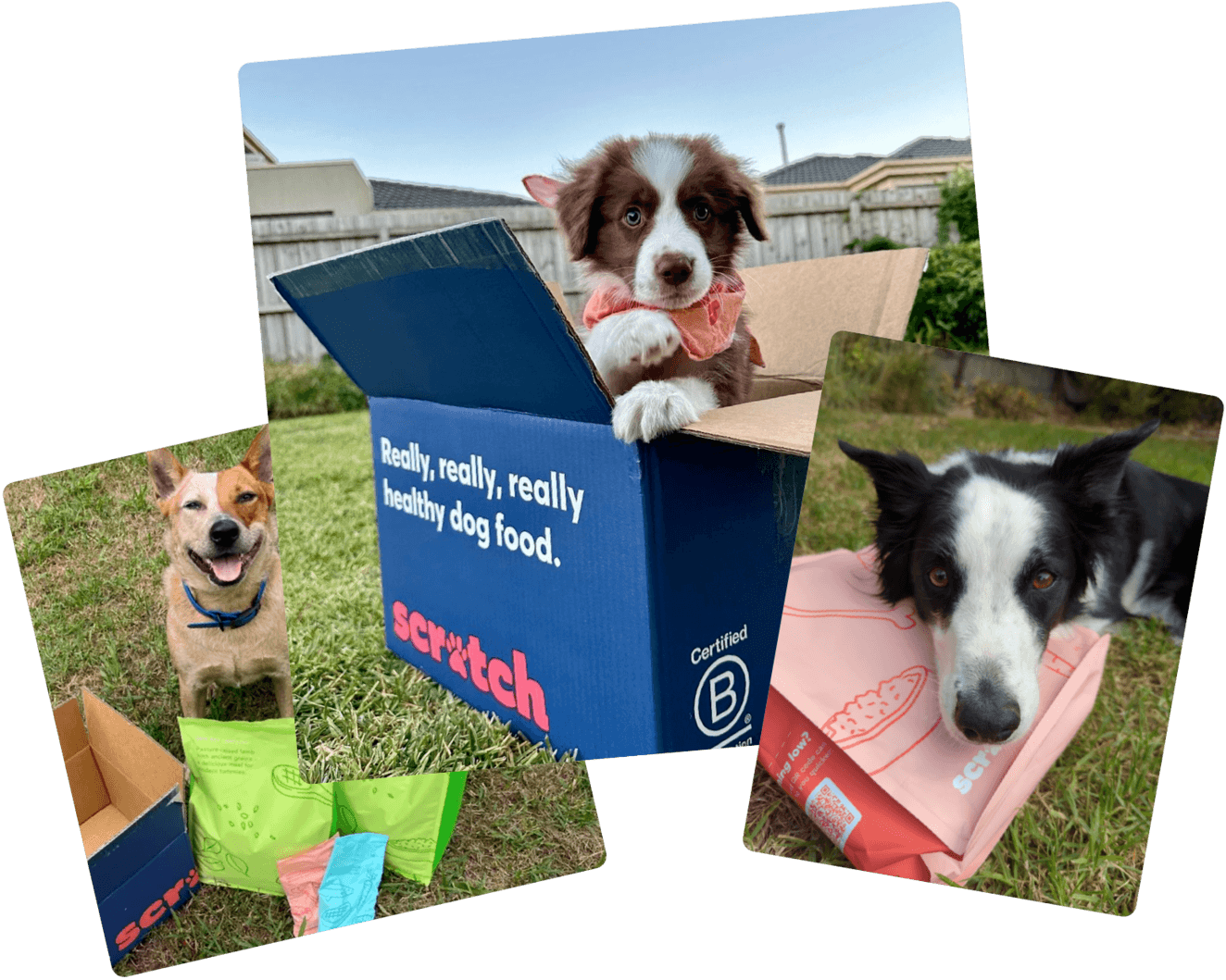 Dog food for sensitive stomachs australia online