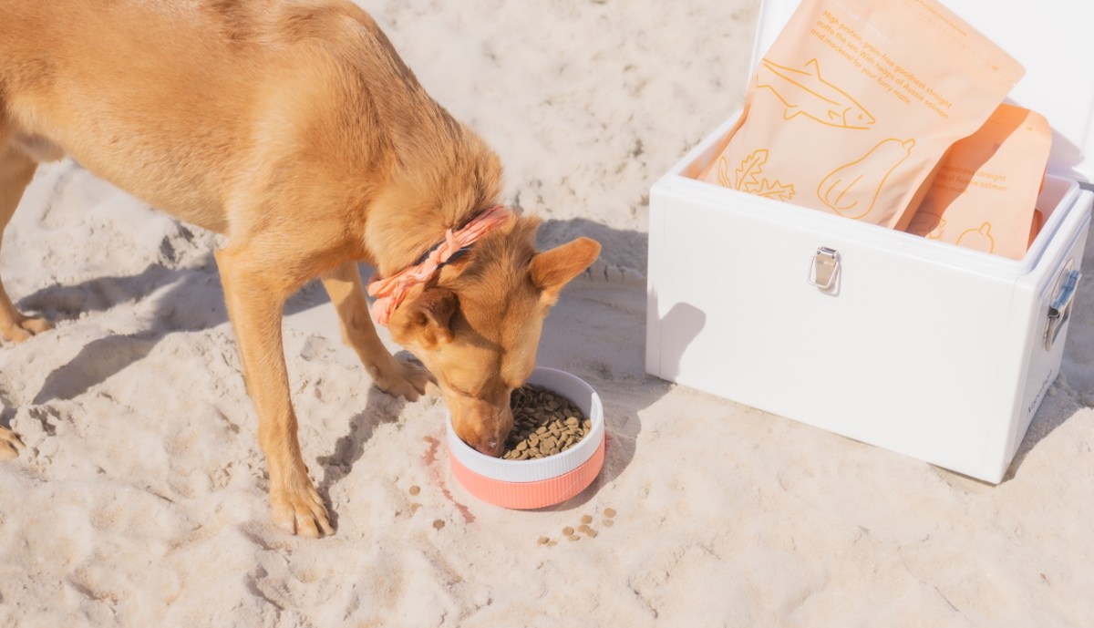 Eating salmon kibble