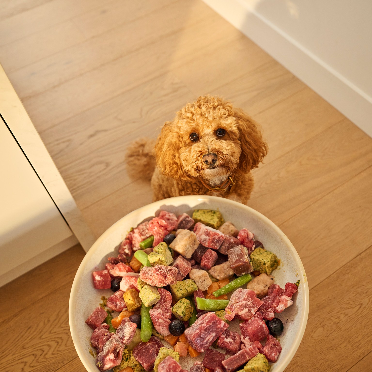 Cavoodle with bowl of raw dog food