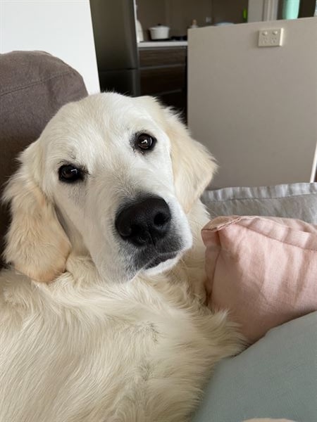 Otis the Golden Retriever