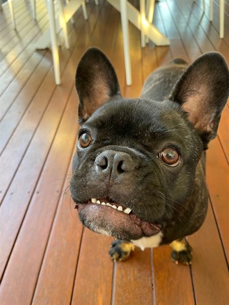 French bulldog