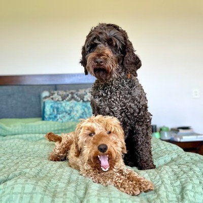 Labradoodles
