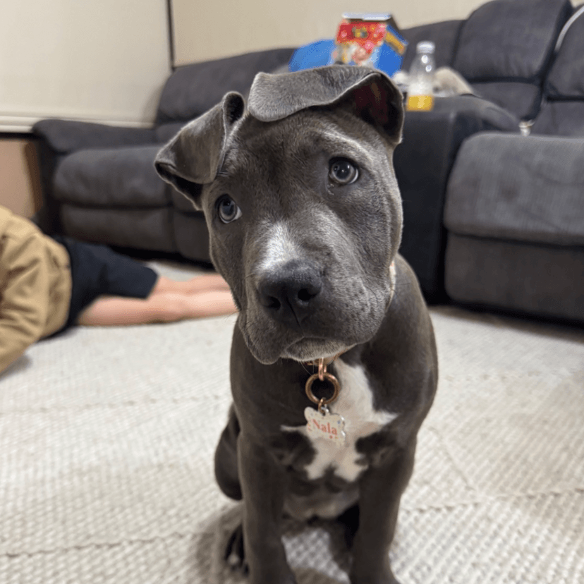 Review from American Staffy