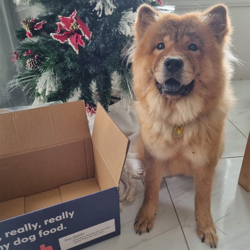 Review from Chow Chow